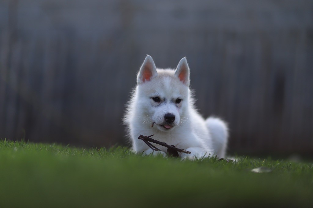 Nordica Balto - Chiot disponible  - Siberian Husky