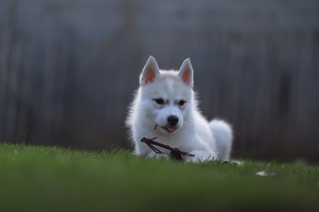 Nordica Balto - Chiots disponibles - Siberian Husky